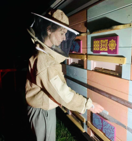 Kvalitetno čebelarstvo v Domžalah