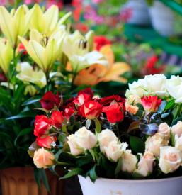 bogata izbira cvetja v cvetličarji v Idriji