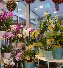 Cvetličarna Ljubljana Bežigrad
