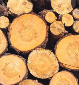 Ugodna sečnja, posek in spravilo lesa Koroška