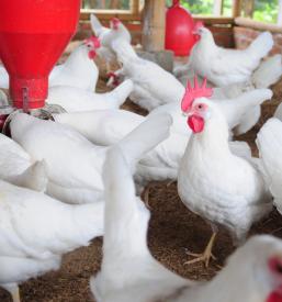 Humana reja perutnine Štajerska