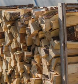 Hitra sečnja lesa Primorska