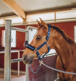 Prevoz živih živali Evropska Unija