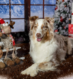 Fotografiramo tudi vaše hišne ljubljenčke