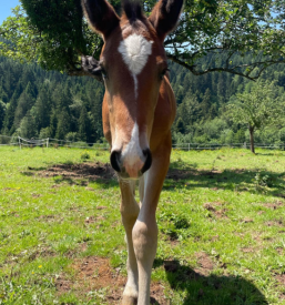 Začetni jahalni tečaj Koroška