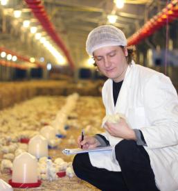 Kvalitetna reja perutnine Štajerska