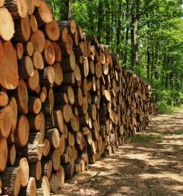 Ugodna sečnja lesa Primorska