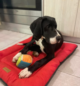 Varstvo in sprehajanje psov