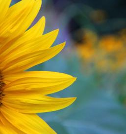 Prodaja sončničnega olja Prlekija