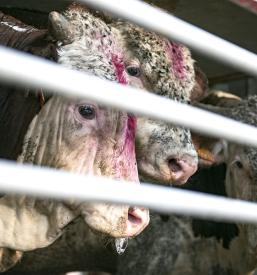 Transport lebender Tiere