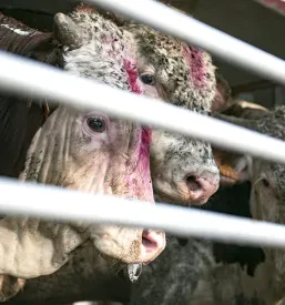 Transport lebender Tiere