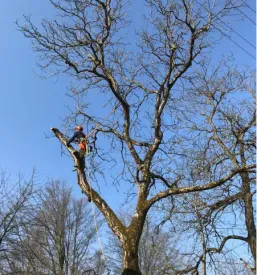 arboristika Gorenjska, Osrednja Slovenija