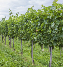 Degustacija domačih salam in vina Dolenjska