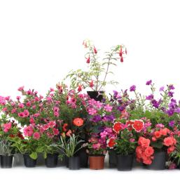 Prodaja cvetja v Brežicah, ker vsak najde nekaj zase