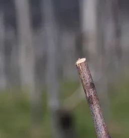 grozdje za vino