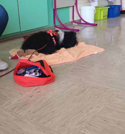 Izobraževanje psov za terapijo Ljubljana