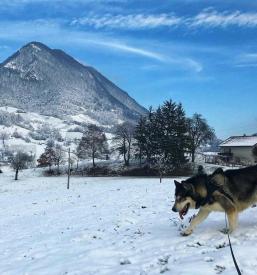 Rudijev dom v Vzhodni Sloveniji