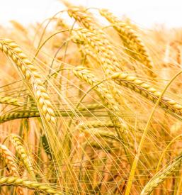 Ugodna prodaja žit Prekmurje