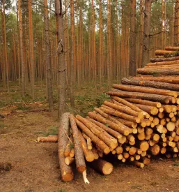Hlodovina