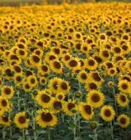 Varstvo in psihoterapija Maribor