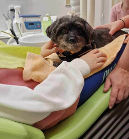 Licenca za terapevtsko žival Ljubljana