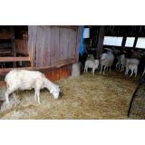 Ekološka kmetija Pr'travnari