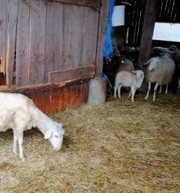 Ovčji in kozji sir Ljubljana, okolica