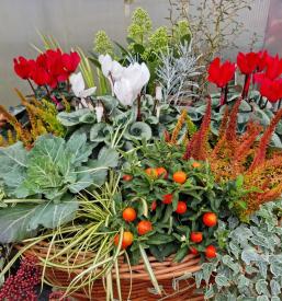 Svetovanje o rastlinah Slovenija