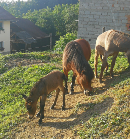 Poletni tabor na kmetiji Osrednja Slovenija