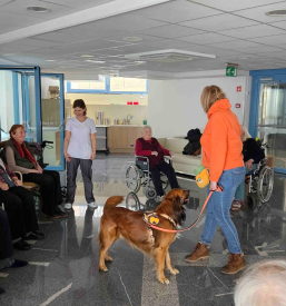 Terapevtske živali Slovenija