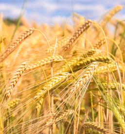 Mletje žit Prekmurje