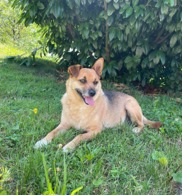 Kmetija Vovk poletni tabor za otroke