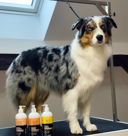 Dobra nega in striženje psov, Škofja Loka, Gorenjska