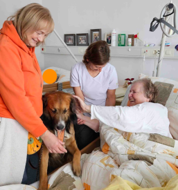 Terapevtski psi Slovenija