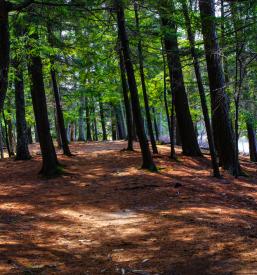 Nordijska hoja v naravi Celje