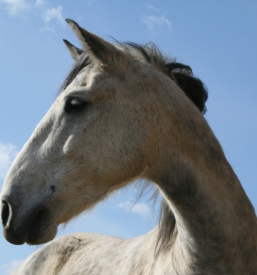 Učenje jahana cena Ljubljana