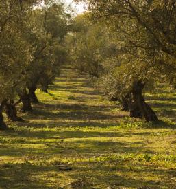 gozdne vlake in živinoreja Jesenice