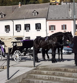 Najem kočije za poroko