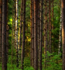 Urejanje gozdov Dražgoše