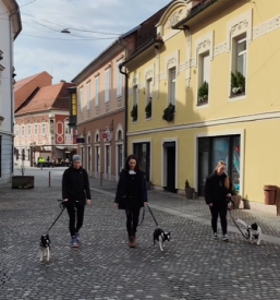 Dresura in šolanje psov, Ptuj