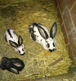 Ugodni apartmaji Savinjska