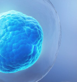 Samoplačniški ultrazvok Maribor