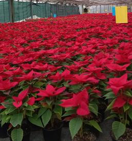 Vrtnarstvo Ljubljana