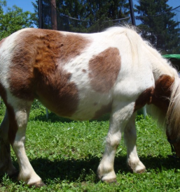 Cenik jahanje Ljubljana