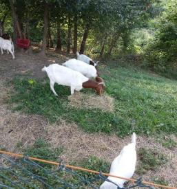 Poceni apartmaji na Savinjska