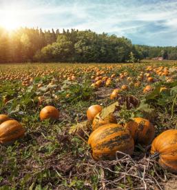Domače bučno olje Murska Sobote, Prekmurje