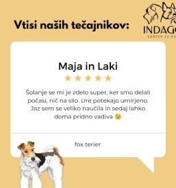 Sprehajanje psov Ptuj