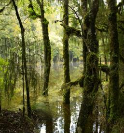 Ugodno urejanje gozdov Soča