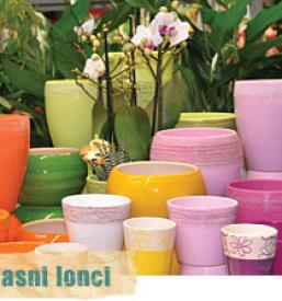 Poceni pšenica Osrednja Slovenija