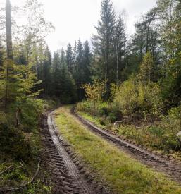 Urejanje gozdnih vlak Jesenice